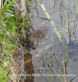 Water Vole swimming